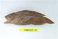 藏品(橫紋九刺鮨)的圖片